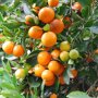 Citrus calamondin